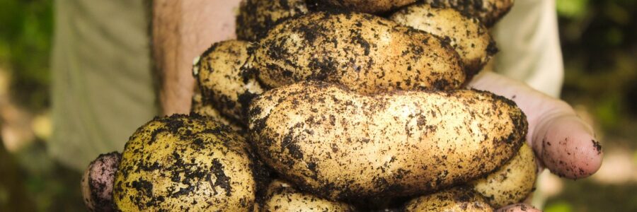 Kartoffel – die tolle Knolle